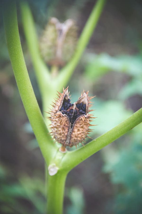 Erbe delle streghe | Datura Stramonium