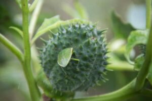 Erbe delle streghe | Datura Stramonium