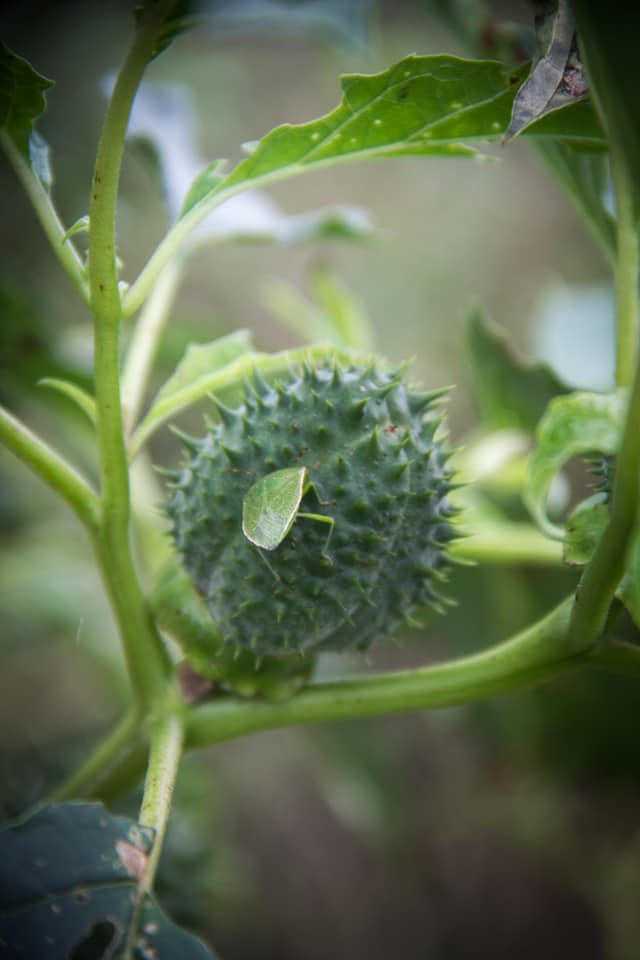 Erbe delle streghe | Datura Stramonium